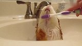 荷兰猪用牙刷洗澡的样子太逗了，它居然还有脖子
