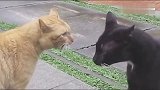黄猫和黑猫打架，能动口绝不动手，胜负全靠吼