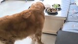 怀疑狗偷吃桌上菜了，狗狗一脸无辜的样子