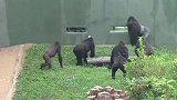 巨武霸大猩猩！可怕的人猿，甚至连人类都害怕