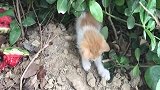 可怜的小流浪奶猫只能玩土块解闷，小小年纪坚强的让人心疼