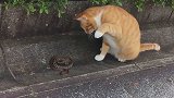 猫和蛇谁的速度更快？网友：打一架就知道了