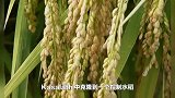 我国科学家找到调控水稻小麦穗发芽的“开关”