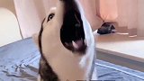 非要吃肉家里啥条件阿