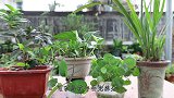 这些花适合淋雨，让风雨洗礼一下，既能补水还能补充微量元素