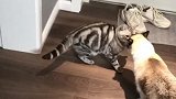 猫主人我要吃小鱼干，快给我拿去！