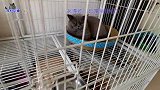 全家胖猫在一起，有的跳高有的卖萌，橘猫和小流浪猫表现逗笑主人