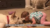 宝宝指挥狗狗玩水，接下来狗狗的反应，全家都笑坏了