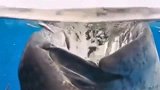 鲸吞：知道鲸鱼是怎么吃饭的吗