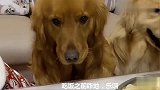 主人给狗狗们吃饺子，妞妞祷告姿势很标准，欢欢只会傻笑