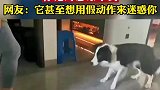 狗子的反应力到底有多快，你绝对想象不到