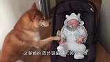 贪吃小牛盯上干草，还以为主人没发现，小牛：开心到起飞！