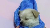 主人一帮小奶狗包上毯子，小奶狗立马闭上眼睛，真是秒睡