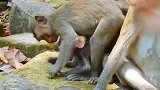 小猴子太爱疯了，猴子宝宝也是受不了了，赶紧到猴妈妈那请求支援