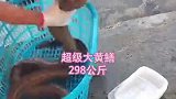 超级大黄鳝斤，老人家说有灵性最好放生了