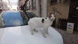 流浪猫想有个家，在街边找主人，这只猫非常漂亮美得像个小妖精