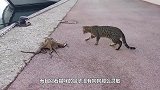 丧心病狂的铲屎官给猫吃榴莲，猫咪吃第一口就张开嘴巴吐，太萌了