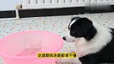 为了吃到水里的火腿肠，边牧和德牧一起合作，只是这办法有点粗暴