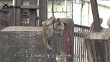 调皮的猴子爬到高压线上，不料直接被烧成火猴，镜头记录全过程