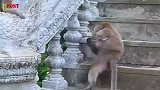 小猴子不听话，得到猴妈一顿毒打，好汉不吃眼前亏哦