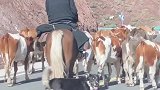在新疆被一只敬业牧牛犬逼停，简直笑死我啦