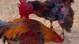 两只公鸡的战斗，这一幕太震撼了