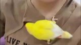 这鸟挺会给自己找窝啊