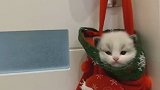 门口挂着一只小奶猫，这一定是圣诞老人送的，哈哈！你收到圣诞礼物了嘛？剪映圣诞季圣诞礼物