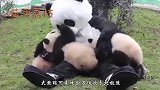 大熊猫伤人怎么办？看看人家一年的产业链收入，还是算了吧
