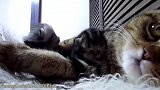守护小猫咪的猫妈妈，这护崽子的架势，竟有点可爱！