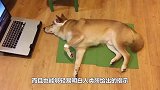 猫咪一直以为自己是人，常常做出的一些反常举动，把主人都吓到了