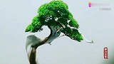 藏品级的优美盆景，展会中的翘楚，优雅端庄美不胜收