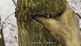 世界上最孤独的手，狠狠掐住一棵树50年不放，树扼住命运的咽喉