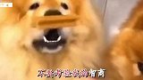 把你眼睛擦亮点，愚蠢的凡夫！