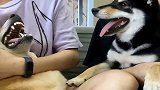 狗狗躺在主人怀里，结果却被暴打，真是太惨了！