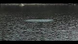 中国海鲈路亚钓法，七星鲈如何路亚，海鲈鱼种介绍。