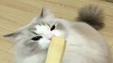 不爱猫粮爱甘蔗的布偶猫！