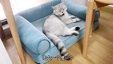 猫咪醒来一脸懵，哈欠连天，喵：我好像还没睡醒