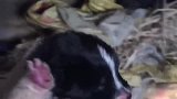 之前捡到的狗妈妈，没想到又捡到只小流浪狗，现在它们一起住了！