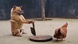 狗狗：看看谁还敢在我面前狂