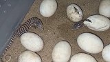 开盲盒！印度16枚未知蛋中孵化出孟加拉巨蜥，于7个月前发现
