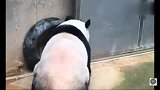 熊猫：其实我是虚胖，不信你看