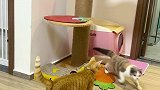 小猫咪的恩怨情仇
