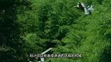 古代高手之所以能飞檐走壁，而现代人做不到，跟这两点原因有关