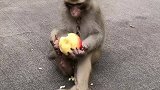 猴子吃苹果。