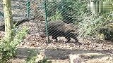 斑鬣狗猎杀欧洲野猪