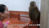 猴子也有起床气，被主人吵醒后生气了，下一秒忍住别笑