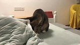 傲娇狸花猫, 想进被窝却怕主人批评
