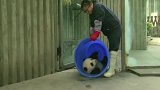 躲在桶里，赶都赶不出来，这只小熊猫真是太逗了