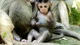 一个非常可爱的猴宝宝坐在那里找妈妈，我妈妈去哪里了